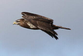 Buse variable