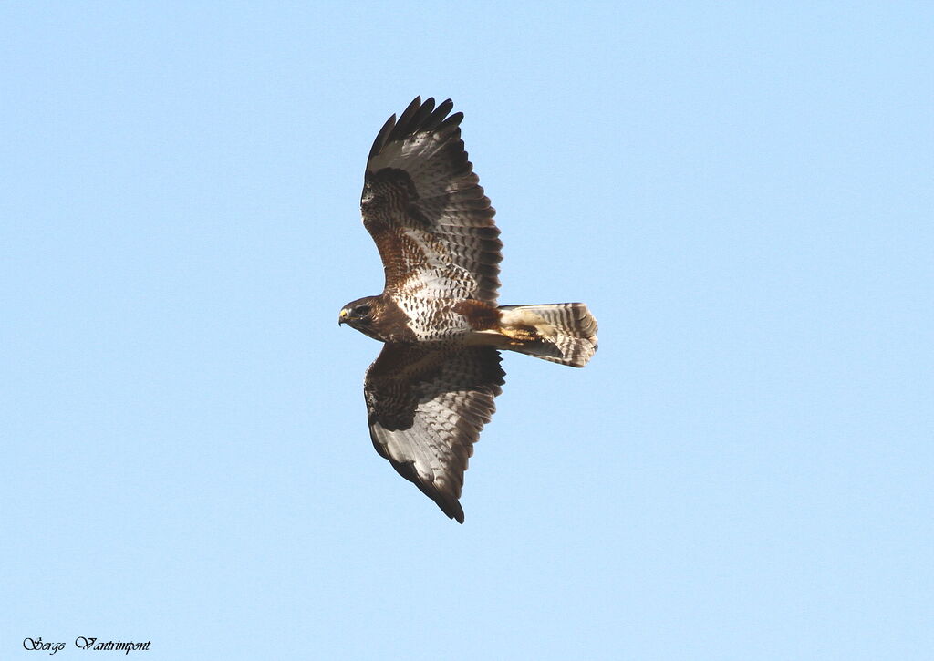 Common Buzzardadult, Flight