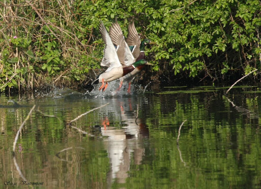 Mallard male adult, Flight