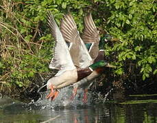 Canard colvert