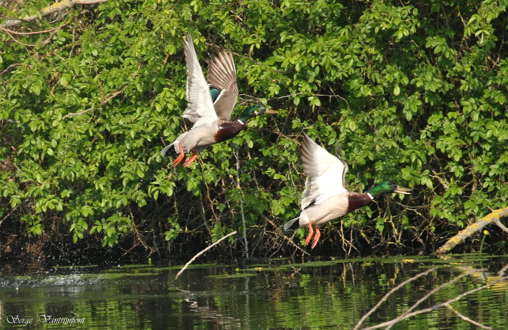 Mallard male adult, Flight