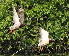 Canard colvert