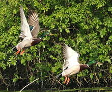 Canard colvert