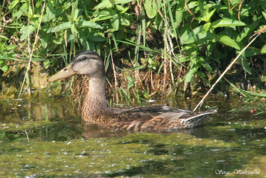 Canard colvert femelle adulte, identification, Comportement