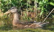 Canard colvert