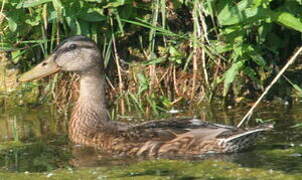 Mallard