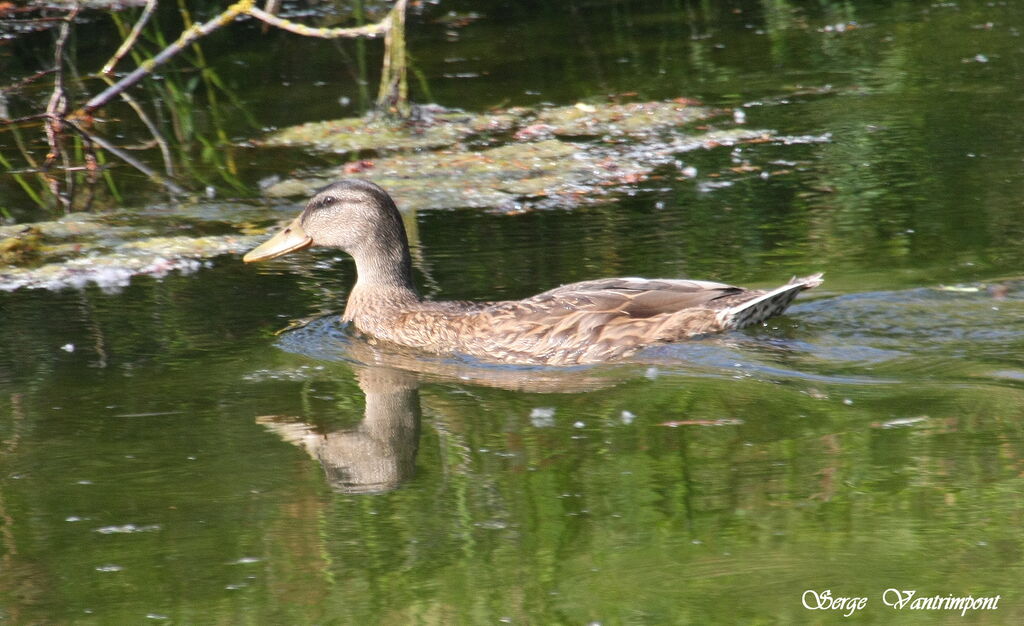 Canard colvert femelle adulte, identification, Comportement