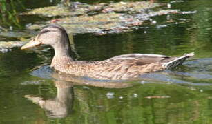 Mallard