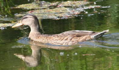 Canard colvert