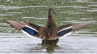 Canard colvert