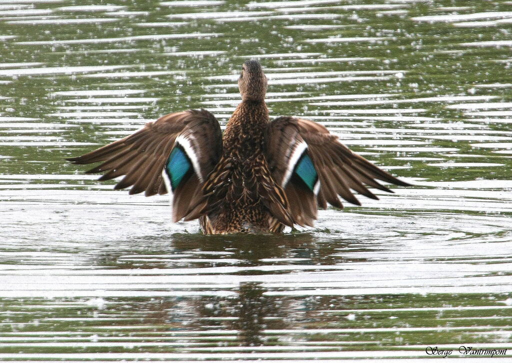 Mallard female adult, Flight, Behaviour