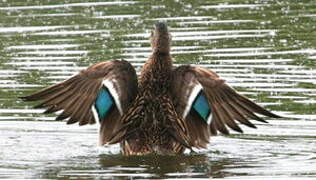 Mallard