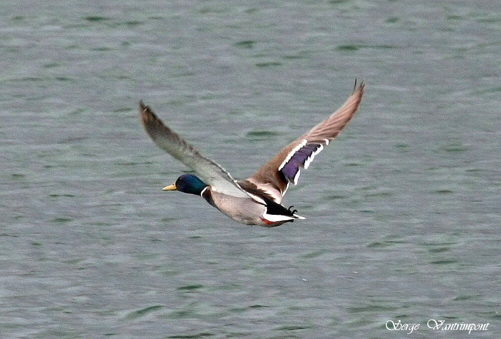 Canard colvert mâle adulte, Vol