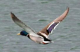 Canard colvert