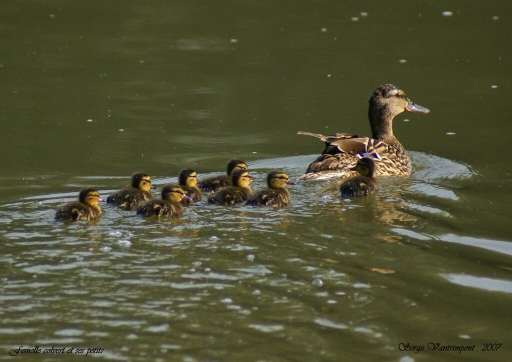 Canard colvert femelle 1ère année, Nidification, Comportement