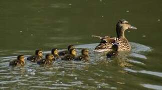 Canard colvert