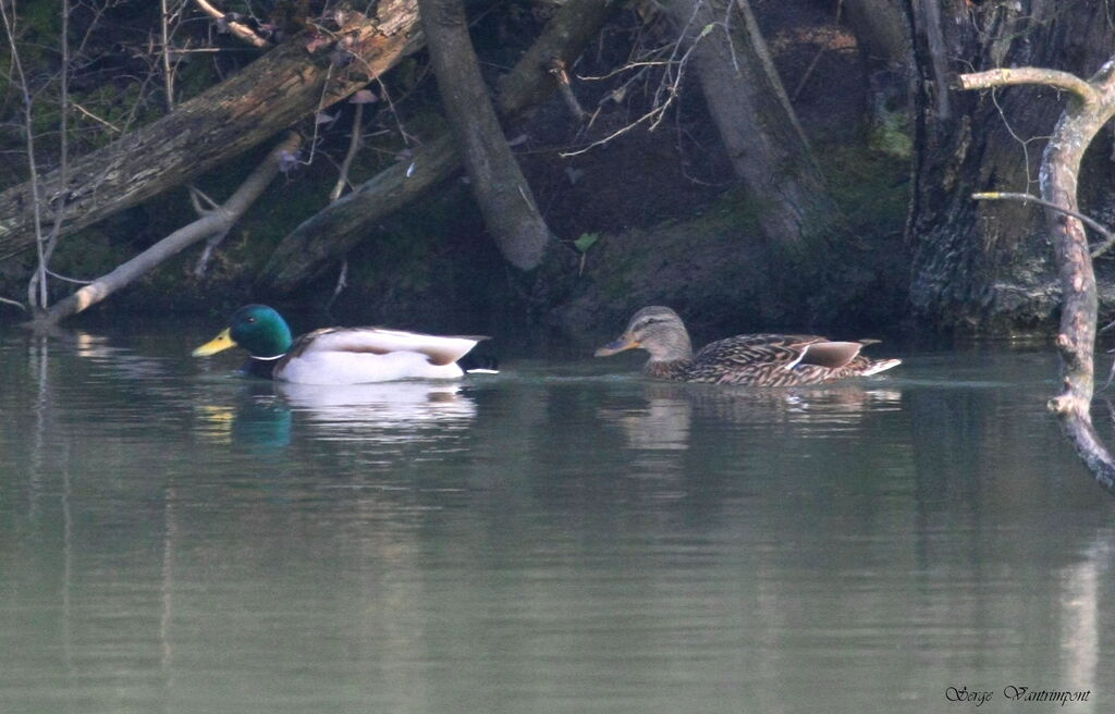 Canard colvert adulte internuptial, Comportement