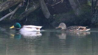 Canard colvert