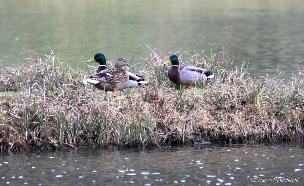 Canard colvert adulte internuptial, Comportement