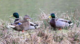 Canard colvert