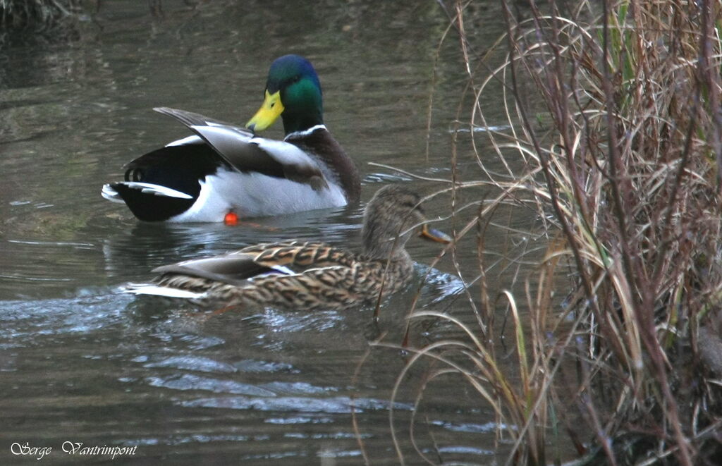 Mallard adult post breeding, Behaviour