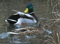 Canard colvert