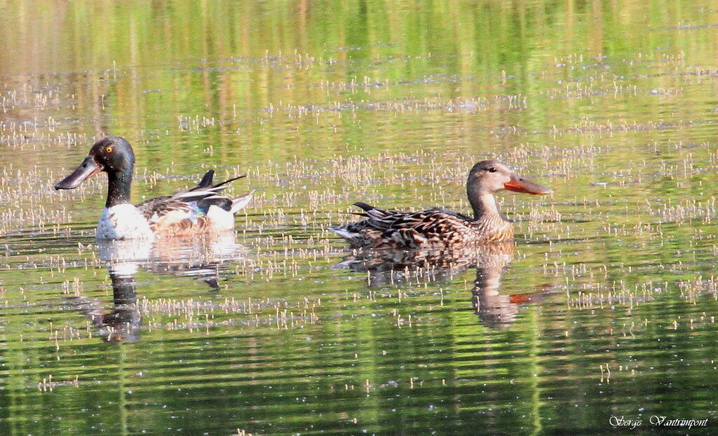 Northern Shoveler adult, identification