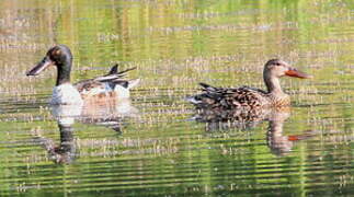 Canard souchet