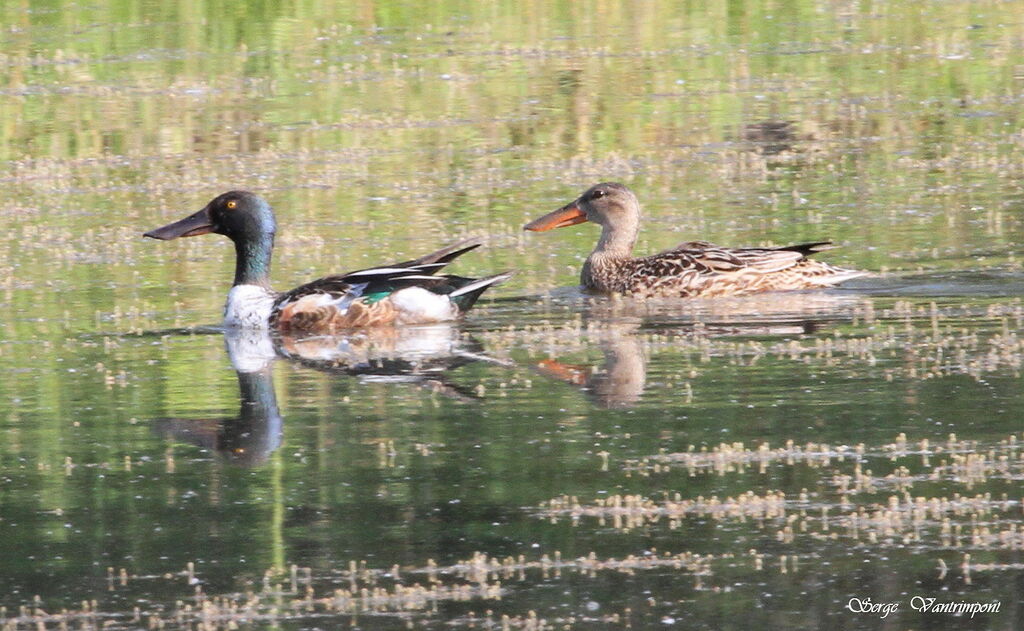 Northern Shoveler adult, Behaviour