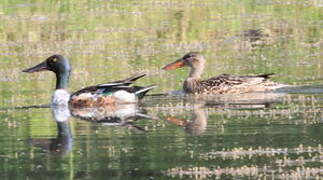 Canard souchet