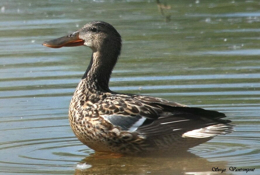 Canard souchet femelle adulte, Comportement