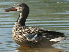 Northern Shoveler