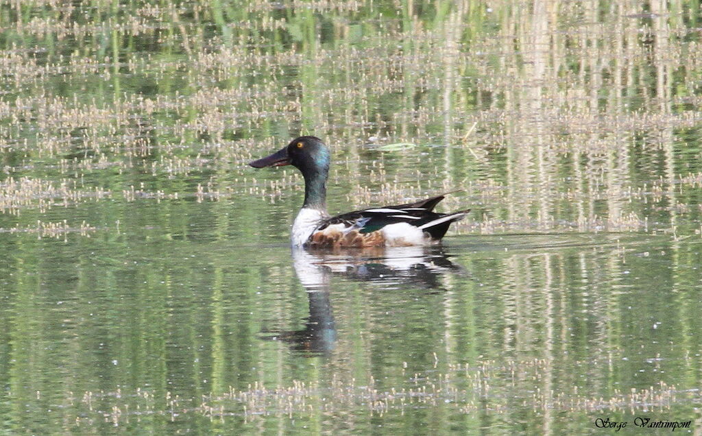 Northern Shoveler