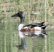 Canard souchet