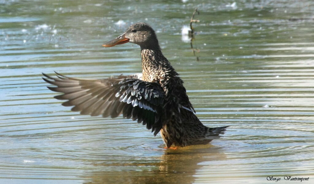 Canard souchet femelle adulte, Comportement