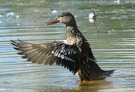 Canard souchet