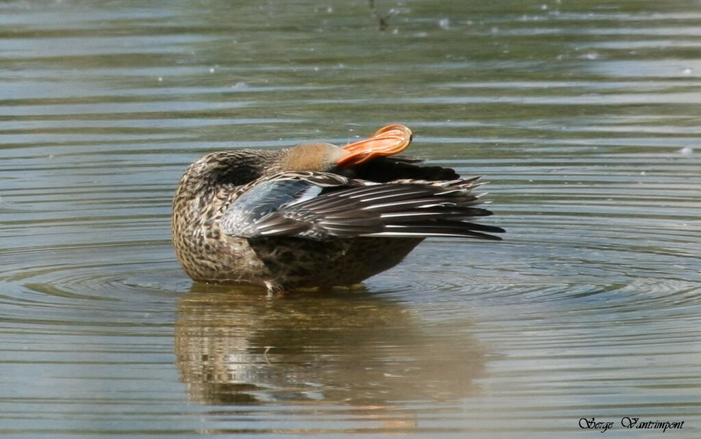 Northern Shoveler female adult, Behaviour