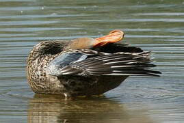 Canard souchet