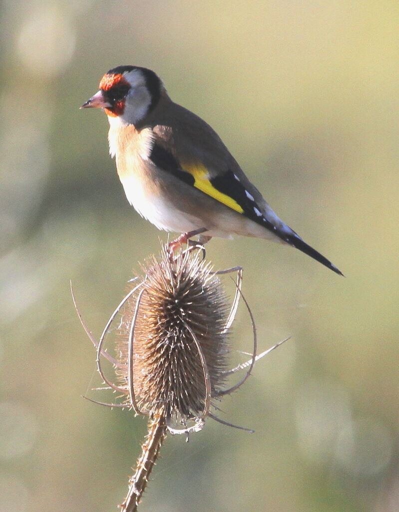 European Goldfinchadult, Behaviour