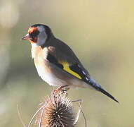 European Goldfinch