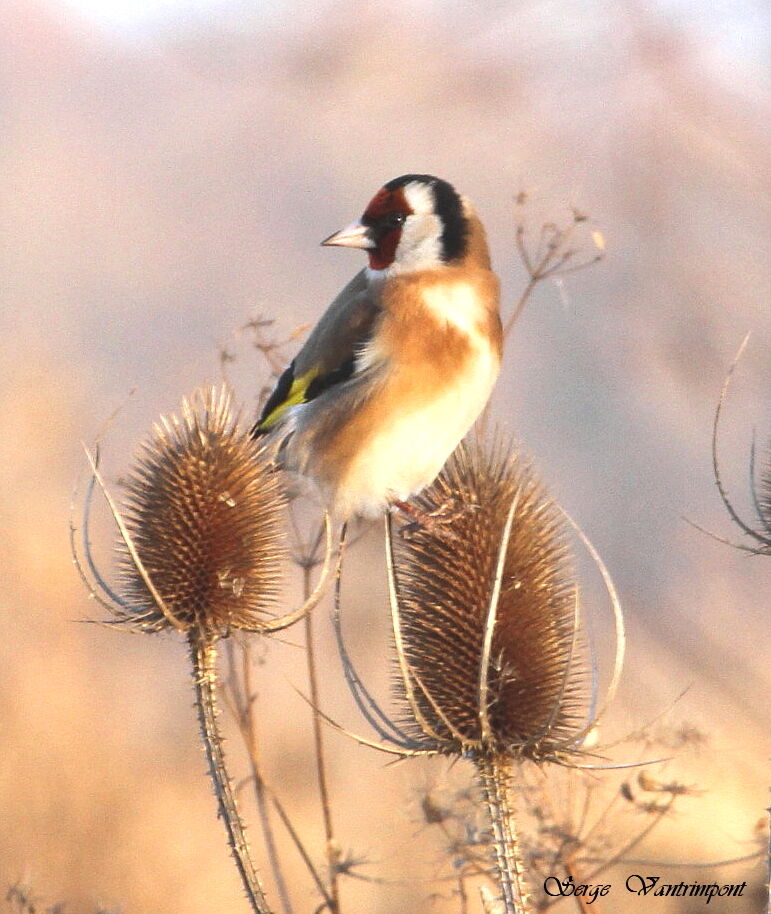 European Goldfinchadult, feeding habits, Behaviour