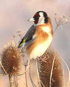 European Goldfinch