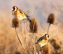 European Goldfinch