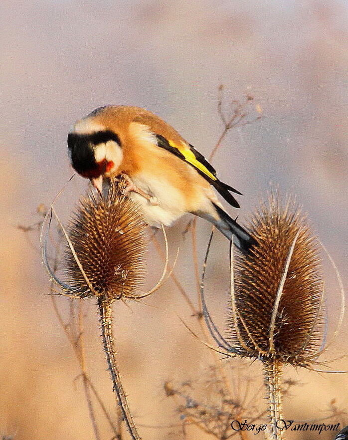 European Goldfinchadult, feeding habits