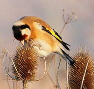 European Goldfinch