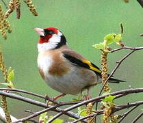 European Goldfinch