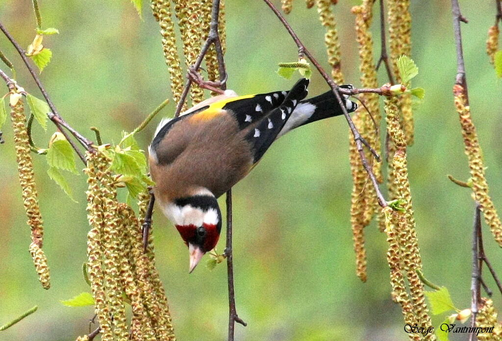 European Goldfinch, feeding habits