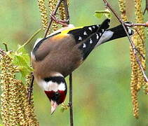 European Goldfinch