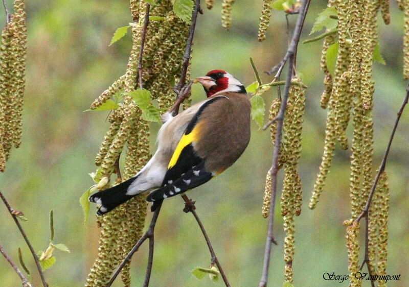European Goldfinch, feeding habits