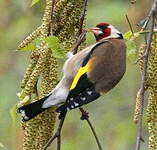 Chardonneret élégant